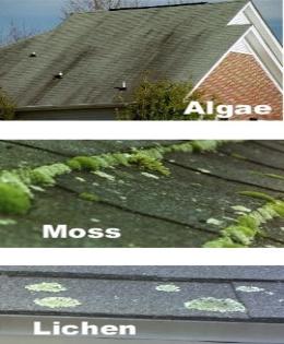 Moss and algae